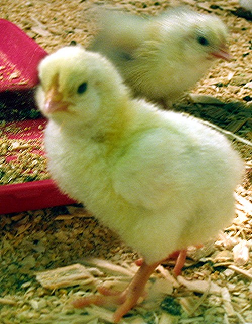 chicks gf.jpg